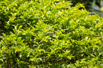 Obraz premium Green leaf of Duranta repens tree