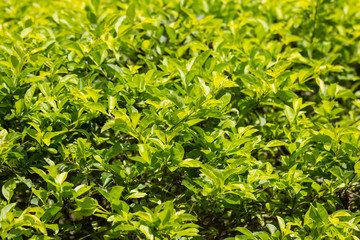 Green leaf of  Duranta repens tree