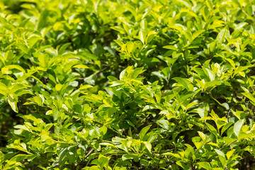 Green leaf of  Duranta repens tree