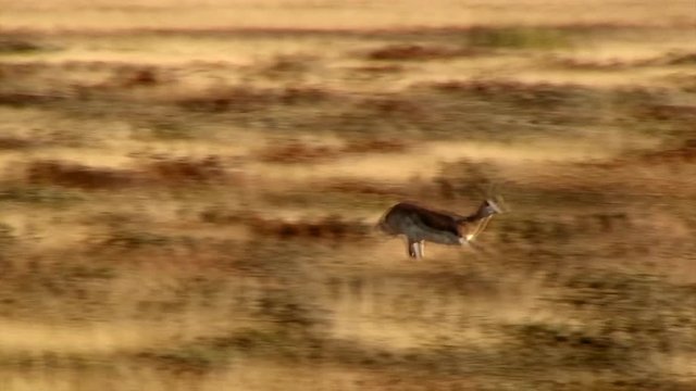 Zoom-in to Close-Up: Springbok Sprinting