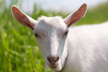 young village goat grazing in a meadow