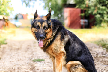 Dog German Shepherd in a village in a summer
