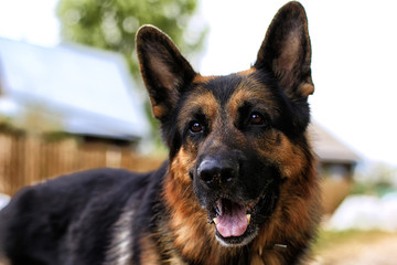 Dog German Shepherd in a village in a summer