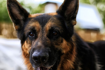 Dog German Shepherd in a village in a summer