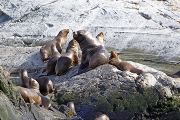 Fototapeta premium Sea lions on the island in Beagle Channel, Argentina