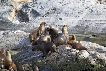 Sea lions on the island in Beagle Channel, Argentina