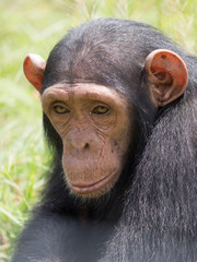 Chimpanzee consists of two extant species: the common chimpanzee and the bonobo. Together with humans, gorillas and orangutans they are part of the family Hominidae (the great apes). (Pan troglodytes)