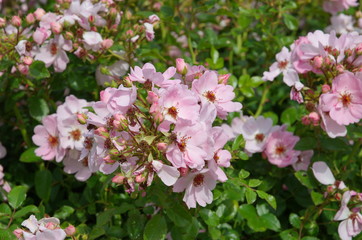 Blooming pink rose hip in the Park
