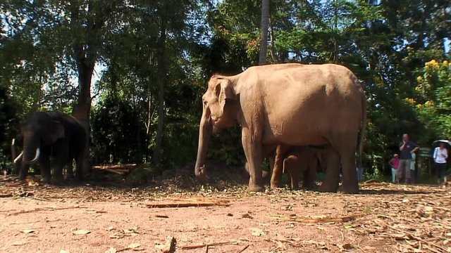 Elephant Orphanage, Pinnewala Sri Lanka