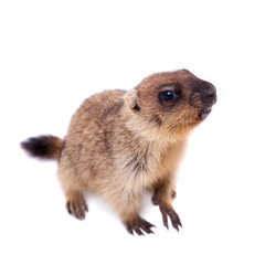 The bobak marmot cub on white