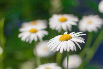 Fototapeta premium beautiful large white daisies