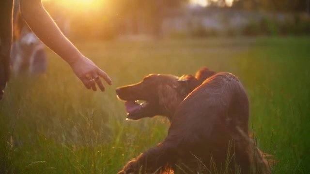 Young man playing with his dog irish setter on the grass at sunset