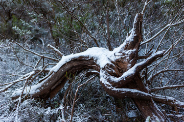Snow collected on a fallen tree at Lithgows Hassans Wall lookout in New South Wales Australia on 17th June 2018