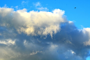 ominous gloomy Cumulus rain storm clouds in the blue sky and a lone flying bird