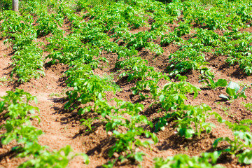 Fototapeta na wymiar potato field, potatoes growing in rows in the garden