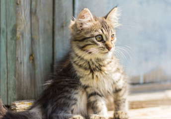 Fototapeta premium beautiful grey kitten sitting on the boards