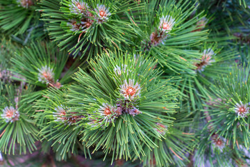 Background of Christmas tree branches for designers. Branches of conifer background. Background a texture tree branches for a Christmas card