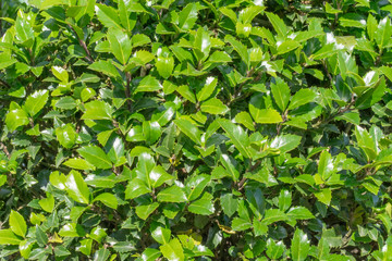 Obraz premium Wall of green trees.