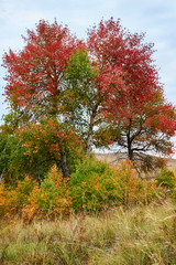 Collection of beautiful colorful autumn trees