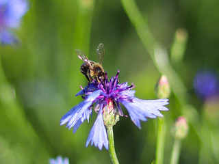 The bee collects pollen from a blue field flower on a green background. Macro photo of a field plant and insects in the rays of sunlight. A warm and pleasant atmosphere of a summer sunny meadow.