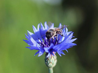The bee collects pollen from a blue field flower on a green background. Macro photo of a field plant and insects in the rays of sunlight. A warm and pleasant atmosphere of a summer sunny meadow.