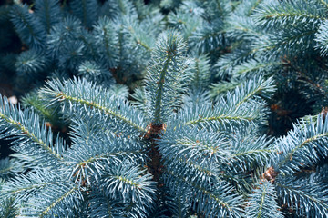 Naklejka na ściany i meble Background of Christmas tree branches for designers. Branches of conifer background. Background a texture tree branches for a Christmas card