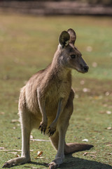 Naklejka na ściany i meble grey kangaroo