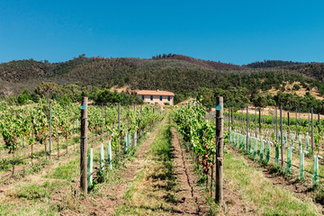 Fototapeta na wymiar vineyard in Tasmania