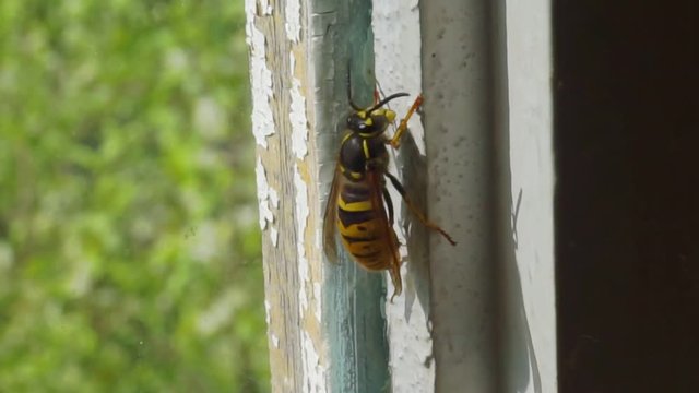 large wasp on the old dirty window.closeup