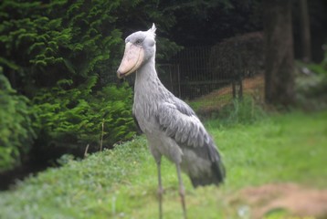 Fototapeta premium großer Vogel