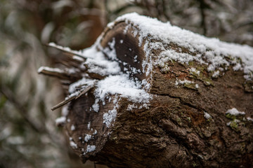 Snow collected on tree branches at Lithgows Hassans Wall lookout in New South Wales Australia on 17th June 2018