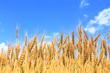Golden wheat ears on field under blue sky