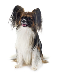 papillon dog in studio