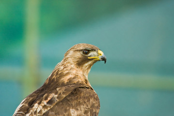 Hawk head shot