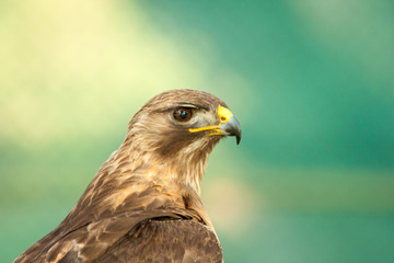 Close up of Hawk
