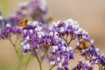 A couple of skipper butterflies polinating some flowers.