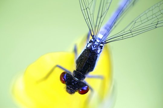 Large redeye or red-eyed damselfly, Erythromma najas
