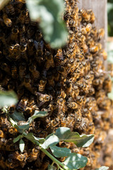 Cluster of bees buzzing around their beehive.