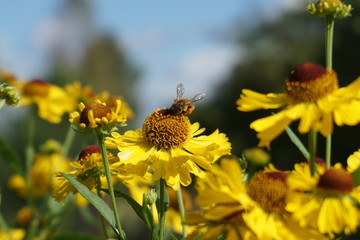 flowers with bee, flowers, photo with flowers