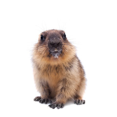 The bobak marmot cub on white
