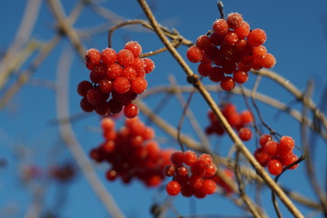 Red viburnum