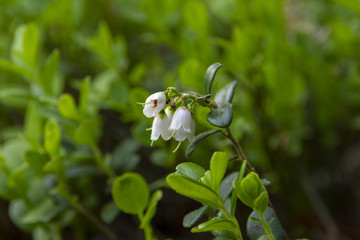 cowberry
