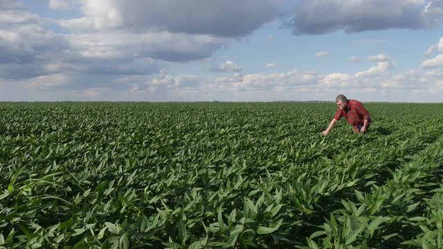 Farmer or agronomist examining green soybean plant in field using tablet, spring time 4K footage