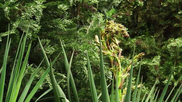 Spring and young inflorescence evergreen shrub Yucca gloriosa with sharp leaves and a young inflorescence in a park in the breeze in the foothills of the Caucasus