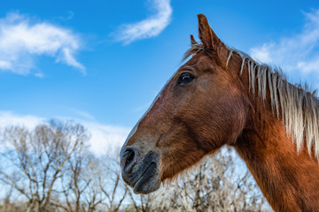 Horse head looking to the left