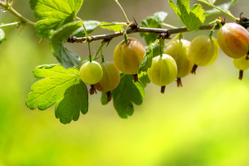 Juicy fresh ripe berries of a gooseberry on a branch  outdoors close-up macro, soft focus. Gooseberry berries with leaves on a light green background.