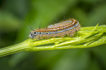 small colorful caterpillar on green leaf in blooming nature