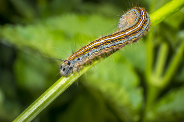 small colorful caterpillar on green leaf in blooming nature