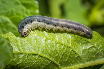 small colorful caterpillar on green leaf in blooming nature