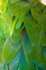Beautiful of bird feather
